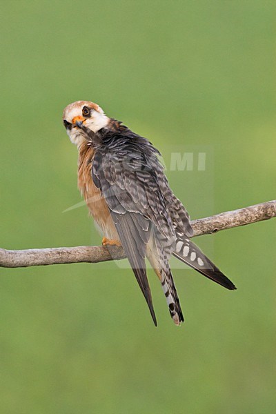 Roodpootvalk, Red-footed Falcon, Falco vespertinus stock-image by Agami/Marc Guyt,