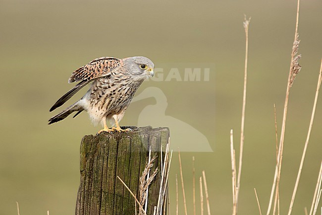 Torenvalk; Common Kestrel; stock-image by Agami/Walter Soestbergen,