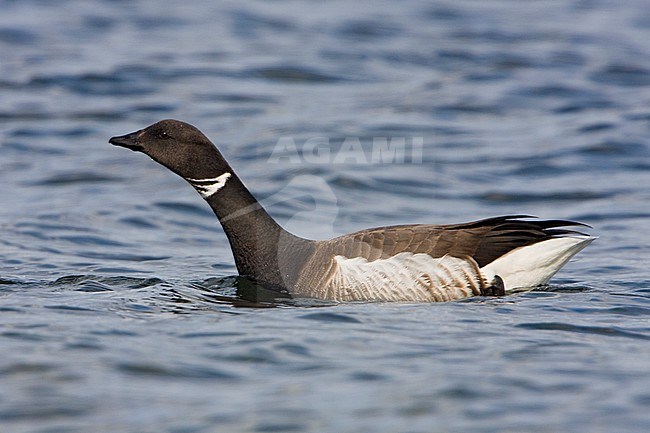 Zwarte Rotgans, Black Brant, Branta nigricans stock-image by Agami/Glenn Bartley,