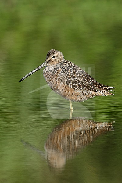 Wadende  volwassen Grote Grijze Snip, Wading adult Long-billed Dowitcher stock-image by Agami/Brian E Small,