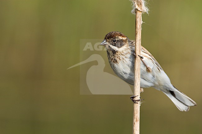 Vrouwtje Rietgors op lisdodde stengel Nederland, Common Reed Bunting on cattail stalk Netherlands stock-image by Agami/Wil Leurs,