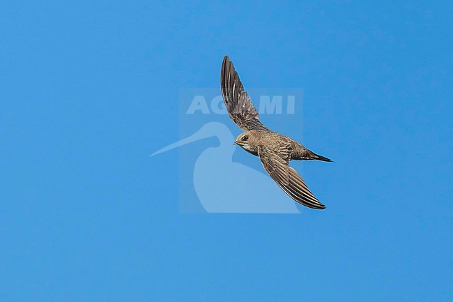 Alpine Swift (Tachymarptis melba) flying agains blue sky in Switzerland. stock-image by Agami/Marcel Burkhardt,