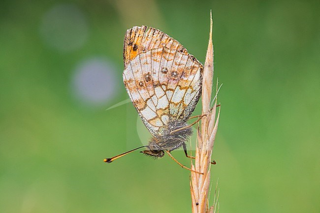 Lesser Marbled Fritillary, Purperstreepparelmoervlinder, brenthis ino stock-image by Agami/Wil Leurs,