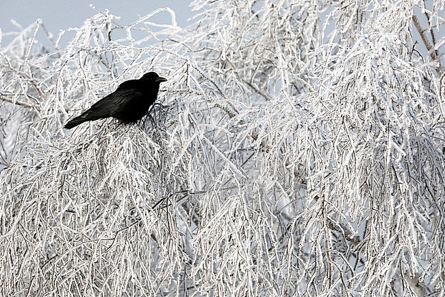 Carrion Crow (Corvus corone) perched in a frost covered tree in the Netherlands. stock-image by Agami/Chris van Rijswijk,