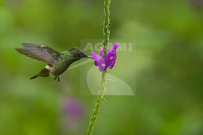 Birds of Peru, a Butterfly Coquette (Lophornis verreauxii). It was recently split from the festive coquette. stock-image by Agami/Dubi Shapiro,