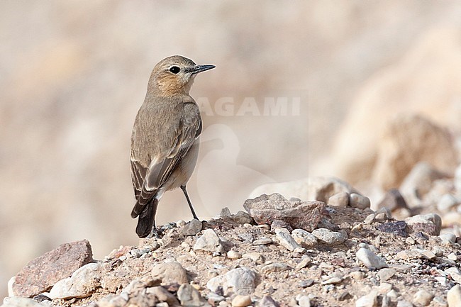 Isabelline Wheatear (Oenanthe isabelline) during spring migration in Israel. stock-image by Agami/Marc Guyt,