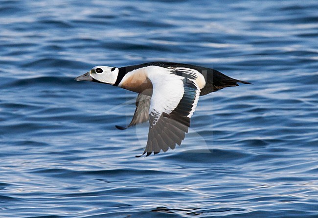 Stellers Eider; Steller's Eider; Polysticta stelleri stock-image by Agami/Hugh Harrop,