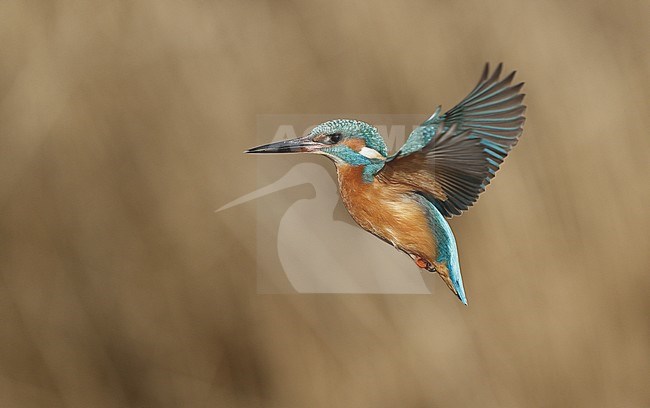 Common Kingfisher, Alcedo atthis, hovering over creek at Nivå, Denmark stock-image by Agami/Helge Sorensen,