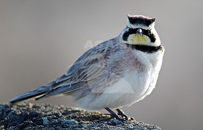 Adult American Horned Lark (Eremophila alpestris subspecies hoyti or alpestris or praticola) standing on Duxbury Beach in Plymouth, Massachusetts, United States. Looking straight into the camera. stock-image by Agami/Ian Davies,