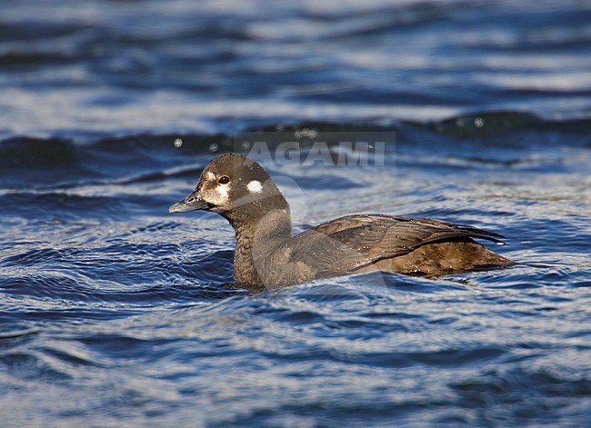 Vrouwtje Harlekijneend; Female Harlequin Duck stock-image by Agami/Markus Varesvuo,