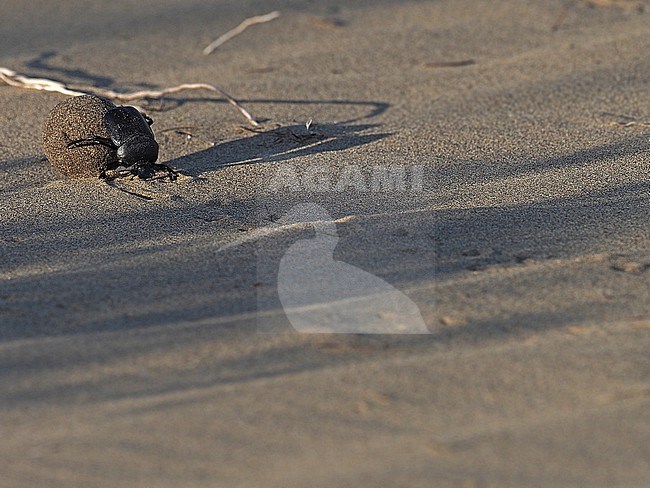 Dung Beetle in Central Asia. Pushing a ball of dung forward over the desert floor. stock-image by Agami/James Eaton,