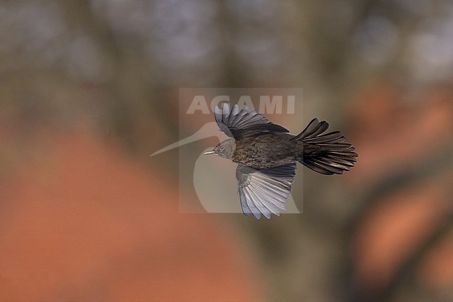 Adult female Common Blackbird (Turdus merula) in flight at Rudersdal, Denmark stock-image by Agami/Helge Sorensen,