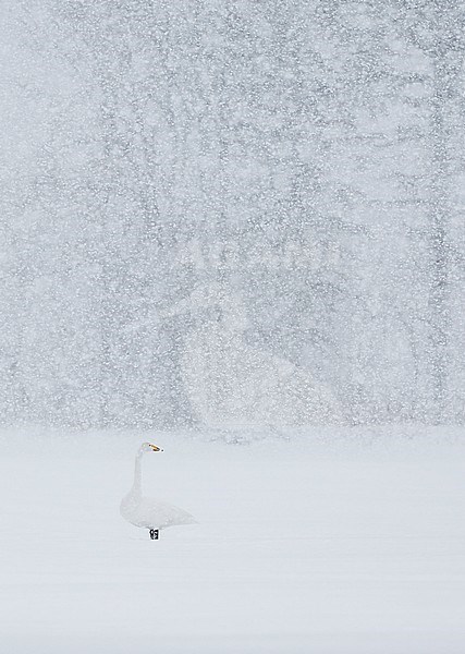 Whooper Swan (Cygnus cygnus) Hokkaido Japan February 2014 stock-image by Agami/Markus Varesvuo,