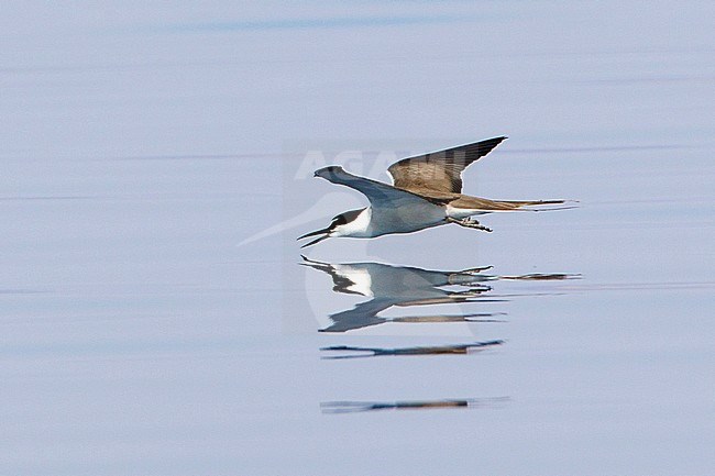 Volwassen Brilstern in vlucht, Adult Bridled Tern in flight stock-image by Agami/David Monticelli,