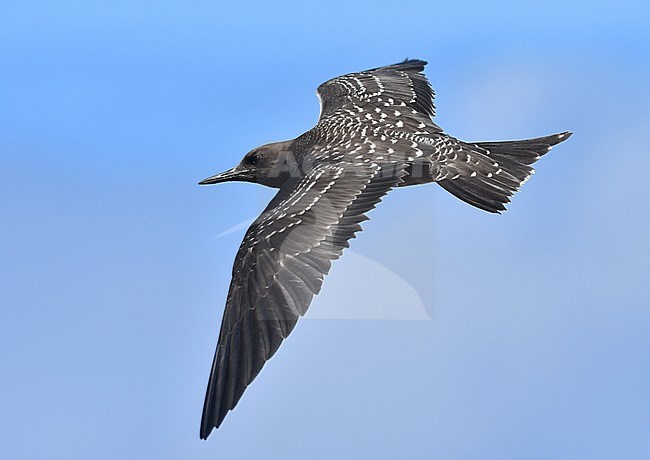 Immature Sooty Tern (Onychoprion fuscatus) in flight stock-image by Agami/Laurens Steijn,