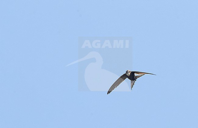 White-rumped Swift (Apus caffer) in flight in central Spain during summer time. stock-image by Agami/Marc Guyt,