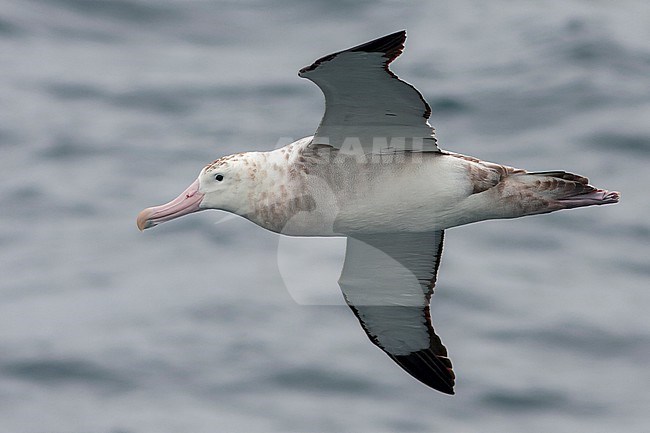 Tristan albatross (Diomedea dabbenena) at sea in the southern Atlantic Ocean. stock-image by Agami/Steve Howell,
