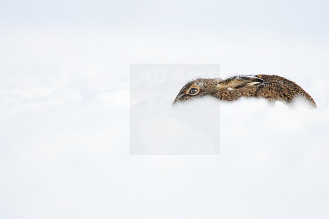 Europese Haas liggend in sneeuw; European Hare lying in snow stock-image by Agami/Menno van Duijn,