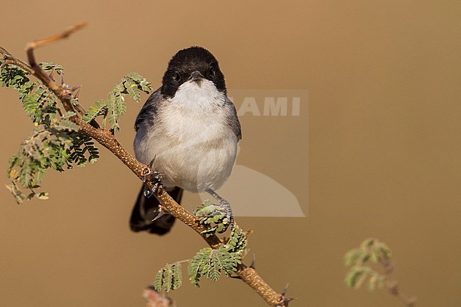 Arabian Warbler - AkaziengrasmÃ¼cke - Sylvia leucmelaena ssp. leucomelaena, Oman stock-image by Agami/Ralph Martin,