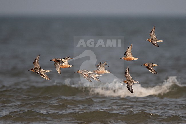 Flock of adult Red Knot (Calidris canutus) flying over water during migration at Blåvandshuk, Denmark stock-image by Agami/Helge Sorensen,