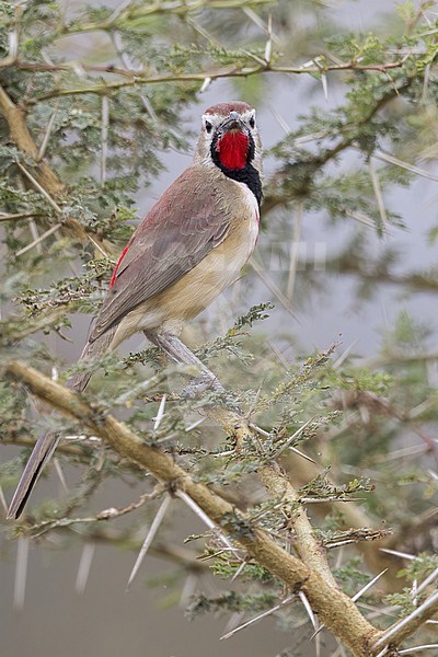 Rosy-patched Bushshrike (Telophorus cruentus) perched in Tanzania. stock-image by Agami/Dubi Shapiro,