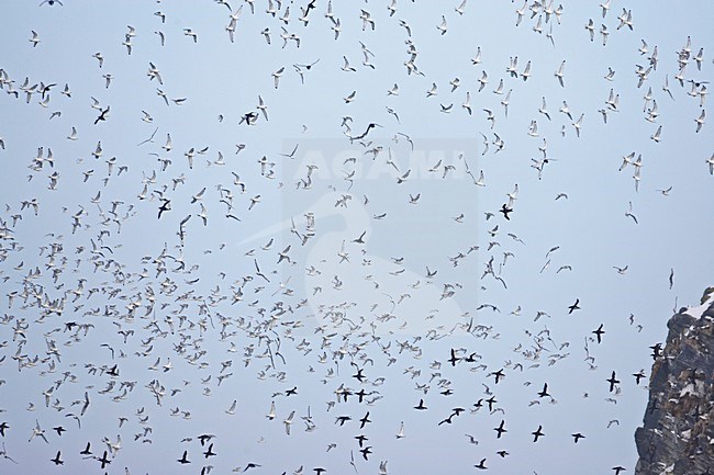 Drieteenmeeuw in vlucht; Black-legged Kittiwake in flight stock-image by Agami/Markus Varesvuo,