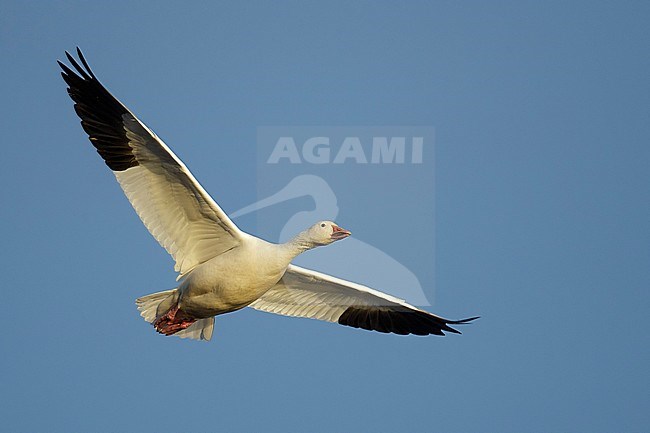 Adult white morph
Socorro Co., N.M.
December 2014 stock-image by Agami/Brian E Small,