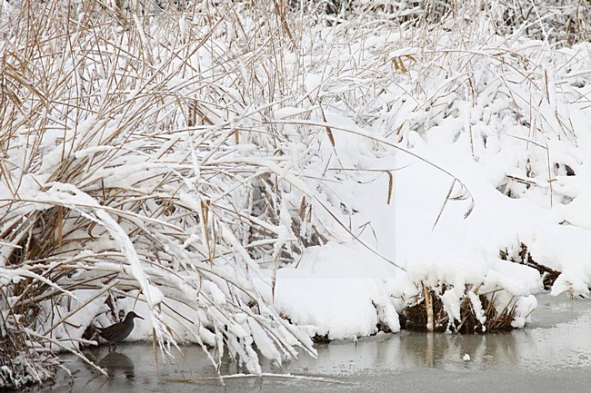 Waterral in de winter; Water Rail in winter stock-image by Agami/Chris van Rijswijk,