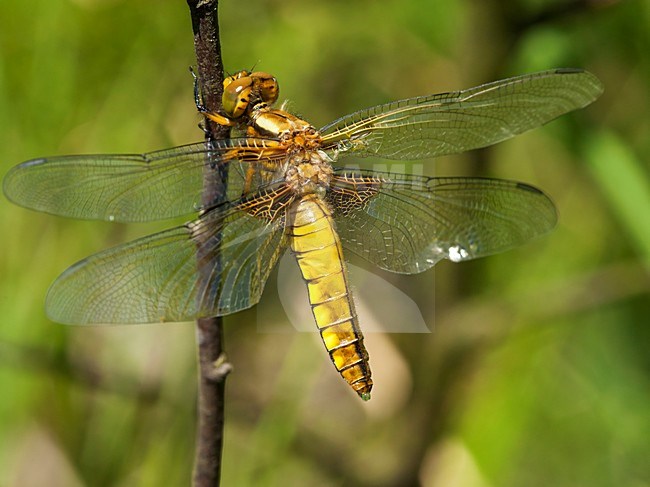 Vers vrouwtje Platbuik, Newly emerged female Libellula depressa stock-image by Agami/Wil Leurs,