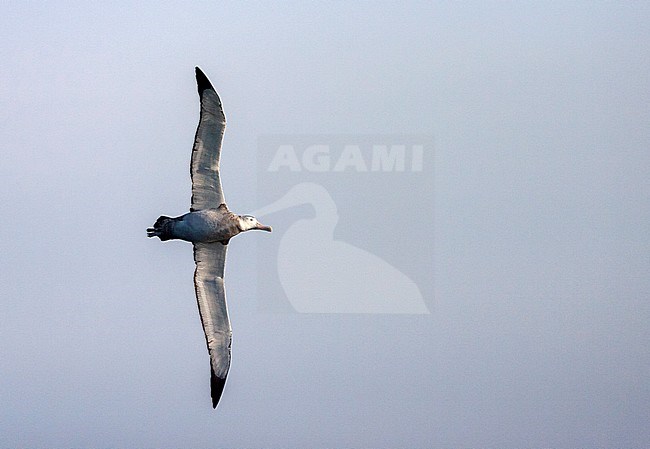 Wandering Albatross (Diomedea exulans), also known as Snowy Albatross, in South Georgia. Immature in flight, showing large wingspan. stock-image by Agami/Marc Guyt,