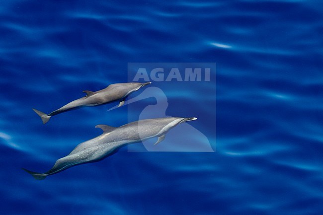 Twee Pantropische gevlekte dolfijnen, Two Pantropical spotted dolphins stock-image by Agami/Menno van Duijn,