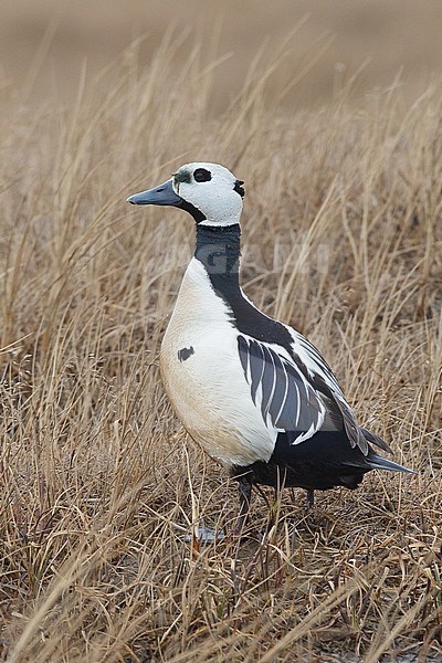 Adult male 
Barrow, AK 
June 2010 stock-image by Agami/Brian E Small,