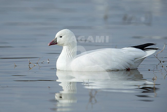 Adult white morph
Socorro Co., N.M.
December 2014 stock-image by Agami/Brian E Small,