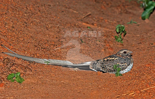 Male Pennant-winged Nightjar (Caprimulgus vexillarius) with long streamers resting on a Ugandese dust road at night. stock-image by Agami/Pete Morris,