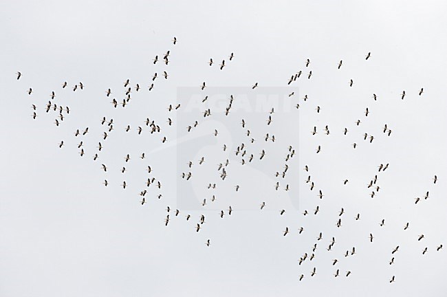 Ooievaar, White Stork, Ciconia ciconia, bird, vogel, Europe, Europa, Netherlands, Nederland, group, groep, flock, migrating, migration, trek, vogeltrek, thermiek stock-image by Agami/Markus Varesvuo,