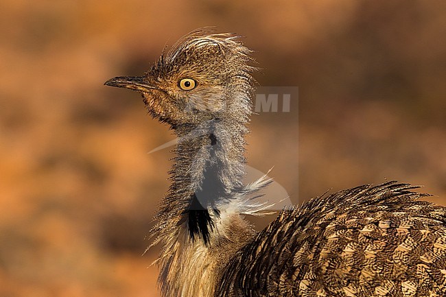 Houbara Bustard (Chlamydotis undulata fuertaventurae) on the Canary Island of Fuerteventura. This subspecies is highly restricted and endangered, with less then 500 birds left in the wild. stock-image by Agami/Daniele Occhiato,