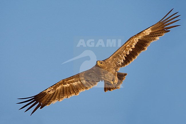 Onvolwassen Steppearend in de vlucht; Immature Steppe Eagle in flight stock-image by Agami/Daniele Occhiato,