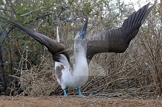 Displaying adult Blue-footed Booby (Sula nebouxii) on the Galapagos islands, Ecuador. stock-image by Agami/Dani Lopez-Velasco,