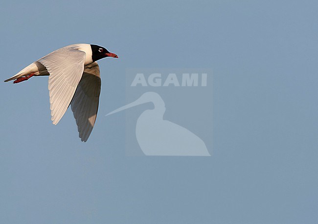 Adult Mediterranean Gull (Ichthyaetus melanocephalus) in breeding plumage in flight in the Netherlands. stock-image by Agami/Marc Guyt,