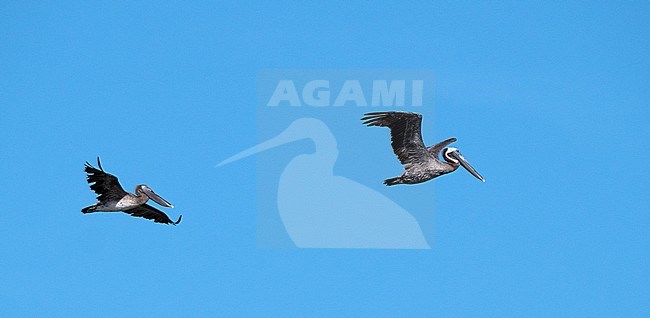Brown Pelican (Pelecanus occidentalis) in flight against a blue sky stock-image by Agami/Roy de Haas,