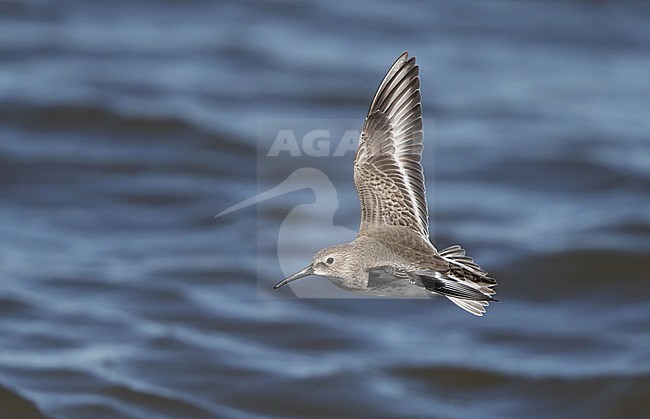 Dunlin, Calidris alpina hudsonia, in flight at Reed's Beach, New Jersey, USA stock-image by Agami/Helge Sorensen,