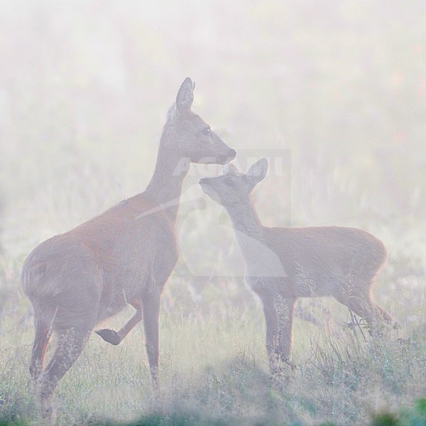 Ree; Roe Deer stock-image by Agami/Han Bouwmeester,