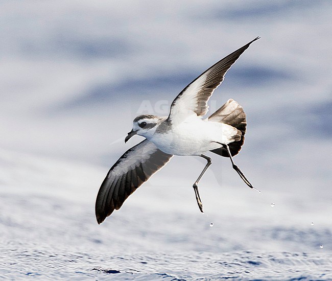 White-faced Storm-Petrel (Pelagodroma marina) foraging off Madeira islands stock-image by Agami/Marc Guyt,