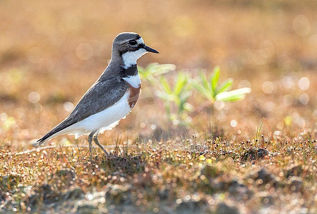 Double-banded plover (Charadrius bicinctus bicinctus) in New Zealand. Also known as the Banded Dotterel or Pohowera. stock-image by Agami/Marc Guyt,