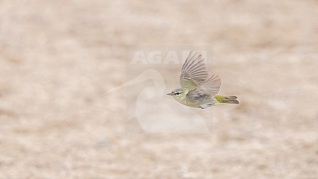 Adult male Tennessee Warbler (Leiothlypis peregrina) in flight during migration stock-image by Agami/Ian Davies,