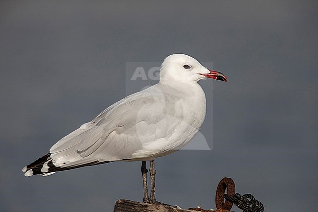 Audouin's Gull (Ichthyaetus audouinii) in the Ebro delta in Spain. Adult standing in local harbour during mid autumn. stock-image by Agami/Rafael Armada,