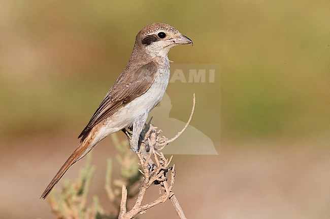 Red-tailed Shrike (Lanius phoenicuroides), juvenile perched on a branch stock-image by Agami/Saverio Gatto,