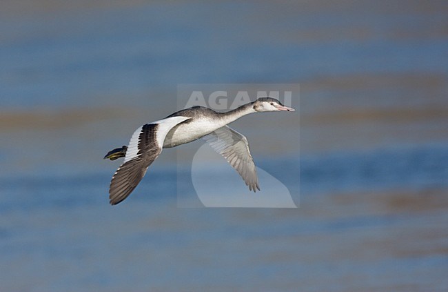 Fuut in winterkleed vliegend over water van de Grensmaas. Great Crested Grebe in winter plumage flying over water river Maas stock-image by Agami/Ran Schols,