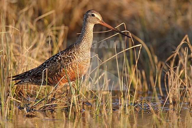 Rode Grutto, Hudsonian Godwit stock-image by Agami/Glenn Bartley,