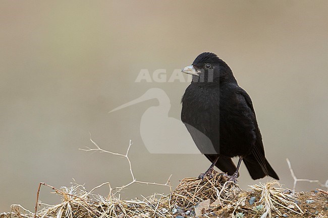 Black Lark - Mohrenlerche - Melanocorypha yeltoniensis, Kazakhstan, male stock-image by Agami/Ralph Martin,